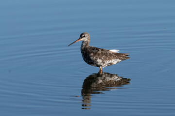 Spotted Redshank in water (Tringa erythropus)