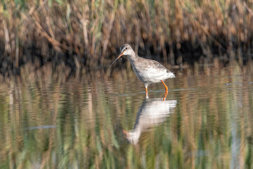 Spotted Redshank in water (Tringa erythropus)