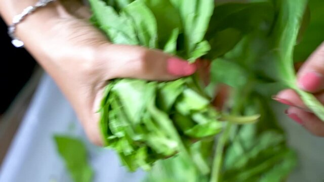 Plucking Stems Of Fresh Spinach For Hara Bhara Kaba Recipe - close up