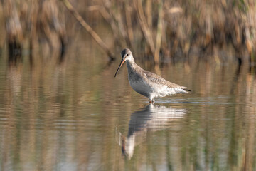 Spotted Redshank in water (Tringa erythropus)