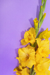 Yellow gladiolus flower on a lilac background. Place for text. Postcard for congratulations.