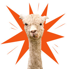 White funny alpaca llama © Marta