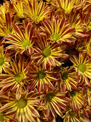 autumn red and yellow daisy background