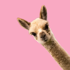 Kleine grappige alpaca op roze achtergrond.