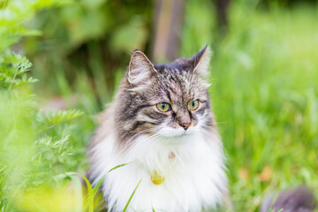 Naklejka na ściany i meble A fluffy striped cat sits on the grass and looks aside