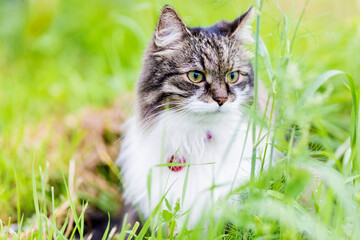 A fluffy striped cat sits on the grass and looks aside