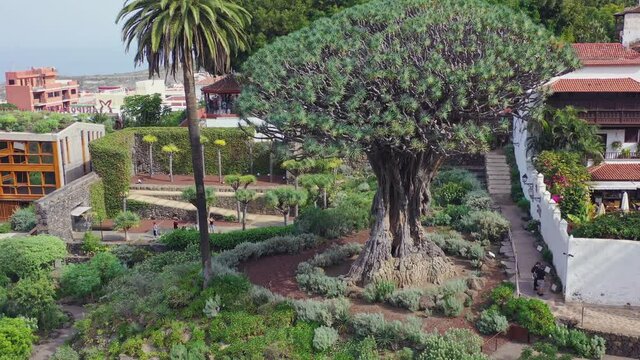El Drago Milenario, the oldest specimen of the Dragon tree, dracaena draco, on the island of Tenerife, Spain, surrounded by tall palms, standing between luxurious villas, zooming aerial view 4K.