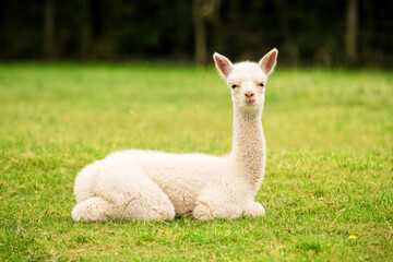White alpaca baby on the grass © Marta
