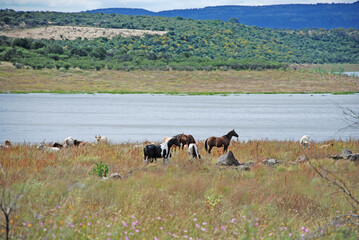 horses in the meadow