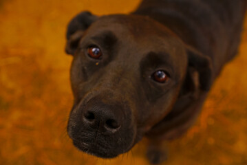 LINDA PERRITA NEGRA DE LAGUNA VERDE