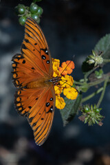 Gulf Fritillary butterfly on orange and yellow lantana flowers