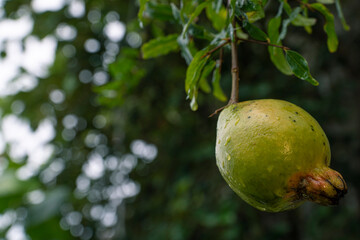 pomegranate (Punica granatum) is a fruit-bearing deciduous shrub on the limb