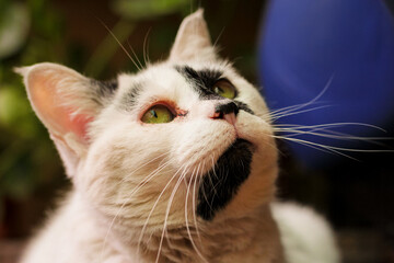 LINDA GATITA MIRANDO AL HORIZONTE