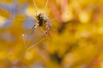 FALL SPIDER
