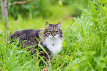 Naklejka na ściany i meble A fluffy striped cat sits on the grass and looks at the camera
