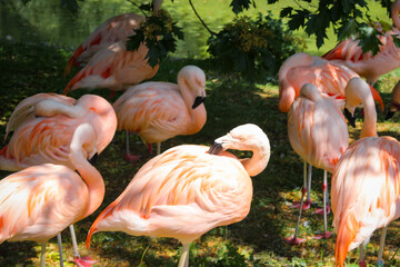 A Group Of Pink Flamingos Resting On The Glade