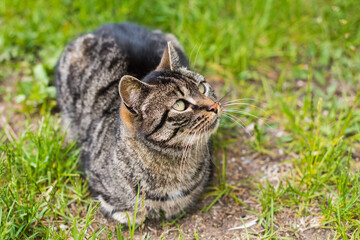 Fototapeta premium Portrait of a gray tabby cat with long whiskers.