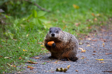 Stout adult groundhog with alert expression holding large piece of carrot in park alley during an early fall morning, Domaine de Maizerets, Quebec City, Quebec, Canada