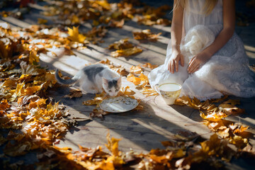 Fallen yellow leaves on the veranda floor. Little girl in white clothes sits on the floor and feeds milk from a cup to a homeless kitten