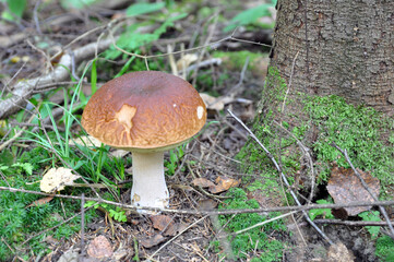 White mushroom in the forest. Mushroom season.