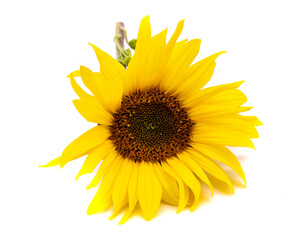 Fototapeta premium Sonnenblume isoliert auf weißen Hintergrund