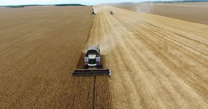 Grain harvester driving on golden wheat fields, front view, harvesting yellow wheat at summer or autumn