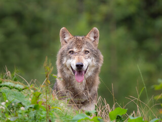 Wolf Kopf und Oberkörper schaut mit Blickrichtung Kamera aus dem Gras als Tele-Nahaufnahme © Gerhard