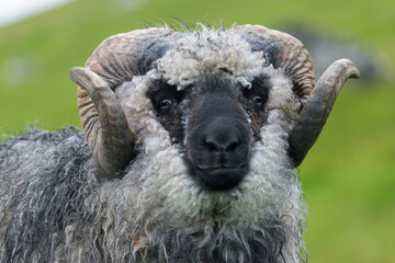 Wildes Schaf auf den Färöer Inseln