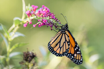 Fototapeta na wymiar Monarch butterfly on purple flower butterfly bush