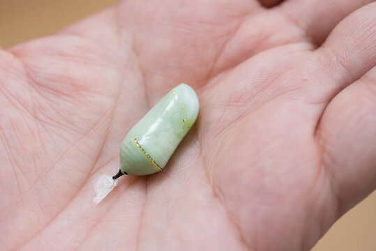 Monarch chrysalis in palm of hand