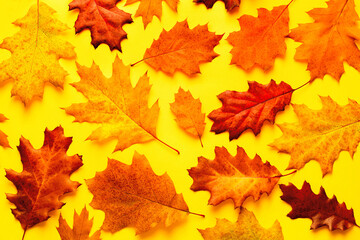 Naklejka na ściany i meble Autumn bright background pattern with yellow-red autumn oak leaves on a yellow background, top view 