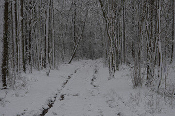 forest in winter