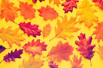 Yellow autumn leaves, toned. Autumn bright background pattern with yellow-red autumn oak leaves on a yellow background, top view	