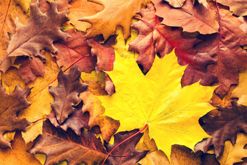 Yellow autumn leaves, top view. Autumn bright textural leaves background. 