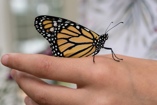 Male Monarch Butterfly On Child's Hand