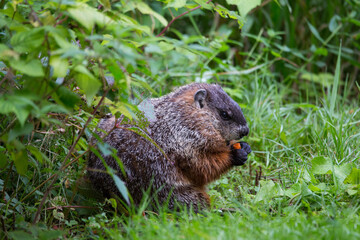 Side view of stout adult groundhog eating a large piece of carrot in park during an early fall morning, Domaine de Maizerets, Quebec City, Quebec, Canada
