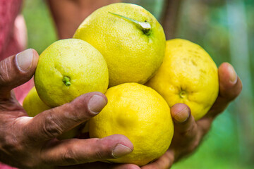 man holding fresh lemons in hands