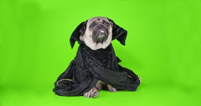 Black evil wizard dog. Cute pug dog dressed in black wizard cape. Funny halloween magic costume. Green screen. Funny halloween concept