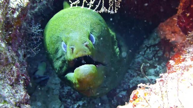 Cleaner fish searches a green moray eel for parasites and eats them closeup
