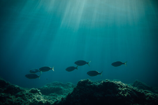 School of fish