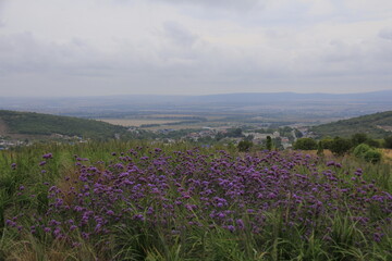 Obraz premium Different flowers of mountains during the summer time