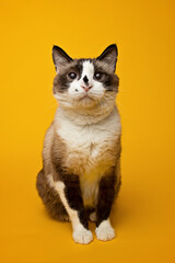 Snowshoe cat studio portrait