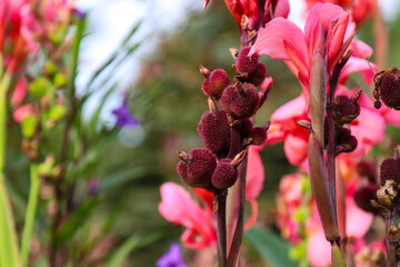 Closeup of new flowers budding in springtime