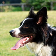 Black and white collie playing on the grass