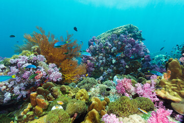 Colorful coral reef