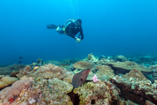 Scuba diver encountering moray eel