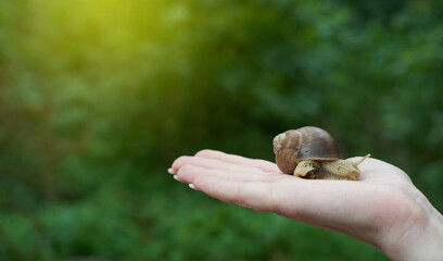 Big snail in human hand, nature care concept