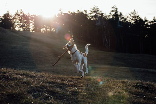 Happy dog running in the field, holding a stick