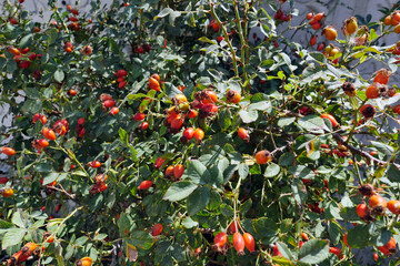 rose hips from prickly fruits, rose hips that begin to ripen on rosehip trees,
