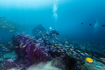 Scuba diver buddy team diving with fish shoal